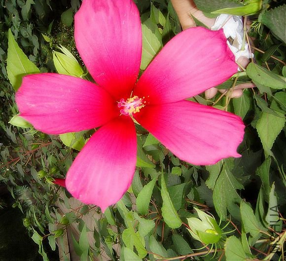 DSC02944.JPG