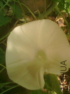 IMG0749A.jpg