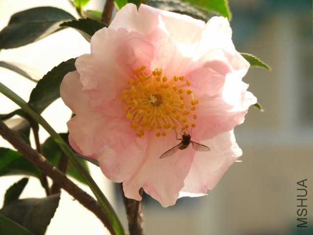 DSCF5302 (640x480).jpg