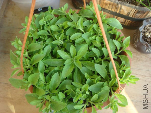 ��һ���޼���Ľ��˻𻨻�ɫ