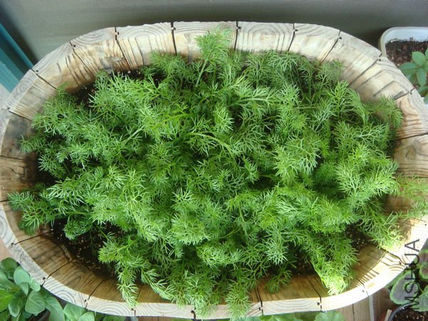 ������ʾ�