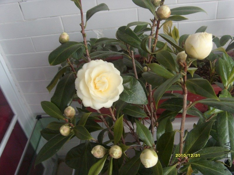 S73R1390-1.jpg