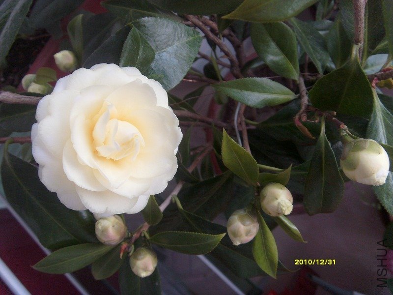 S73R1382h-1.jpg