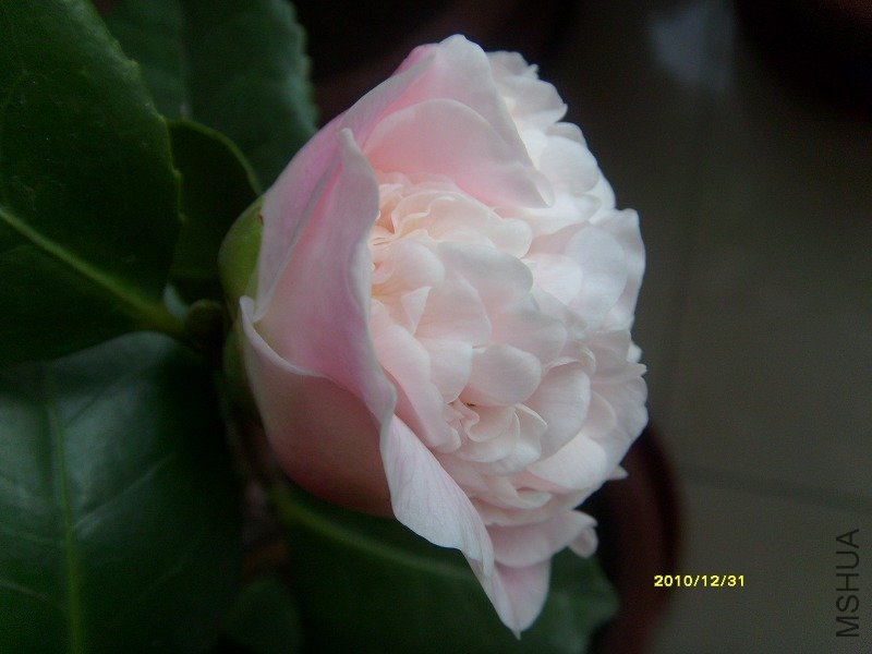 S73R1389L-1.jpg