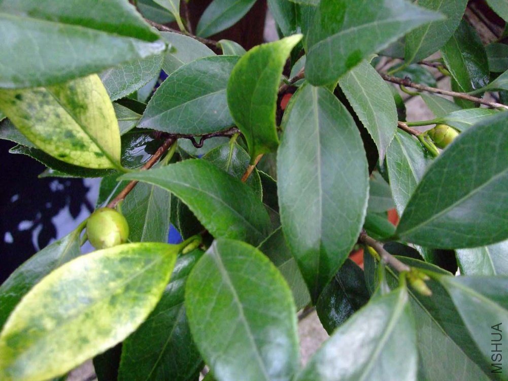 ������ 10-12-30f (2).jpg