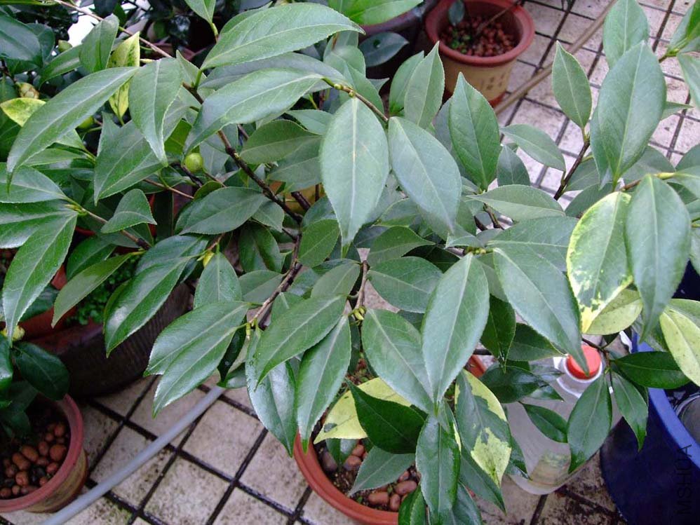 ������ 10-12-30f (3).jpg