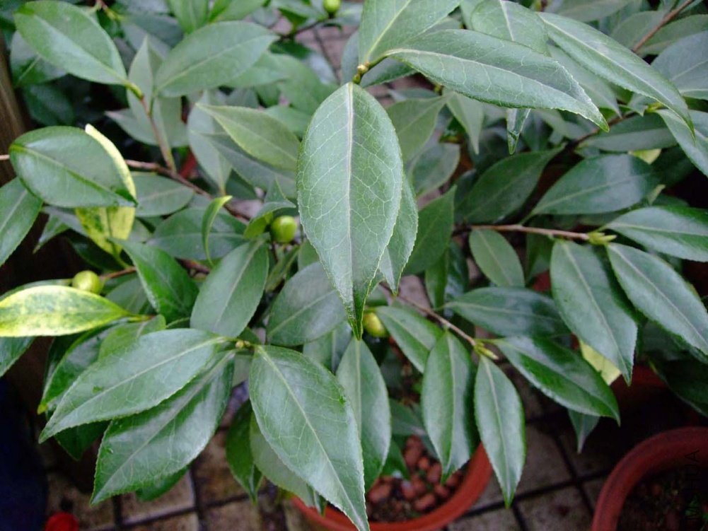 ������ 10-12-30f (1).jpg