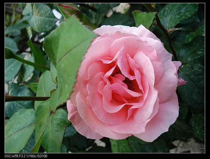 nEO_IMG_DSC00295.jpg