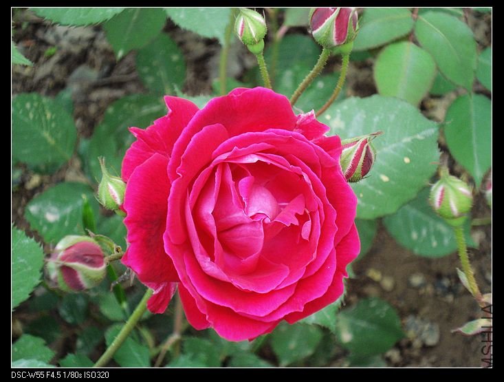 nEO_IMG_DSC00296.jpg