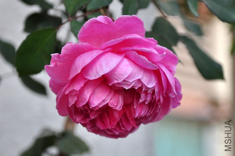 DSC_9198.JPG