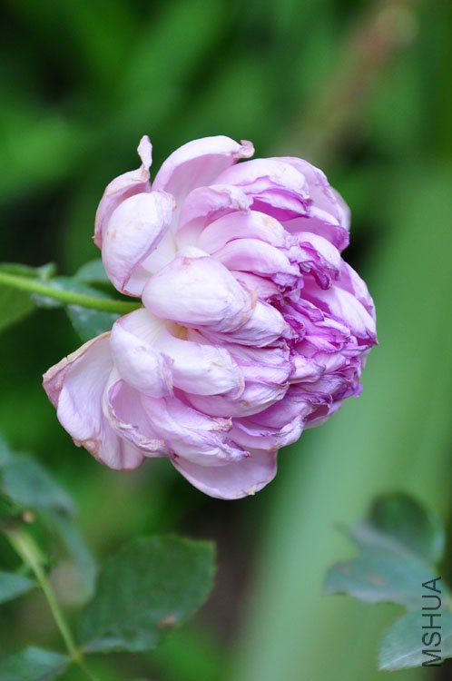 DSC_9192.JPG