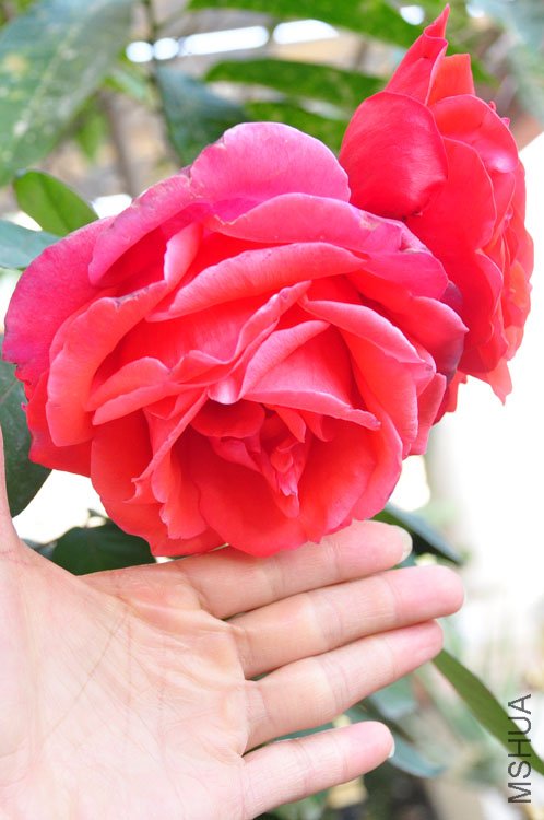 DSC_9206.JPG