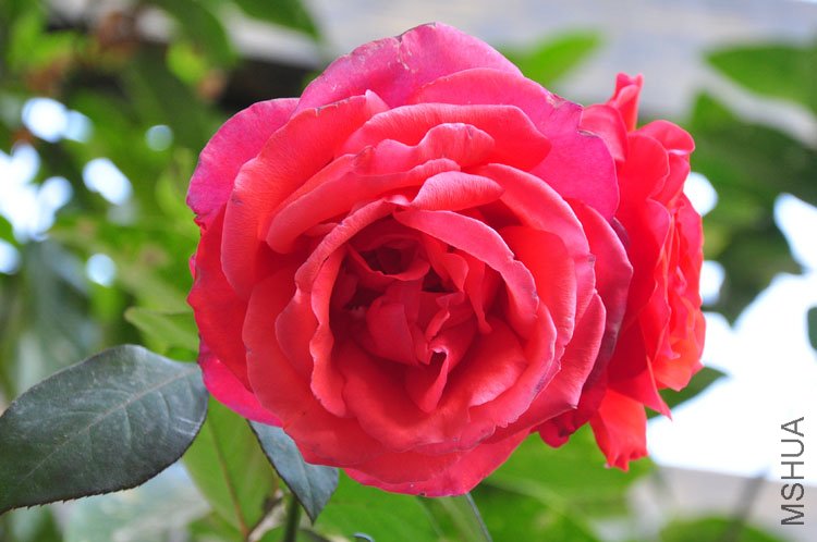 DSC_9205.JPG
