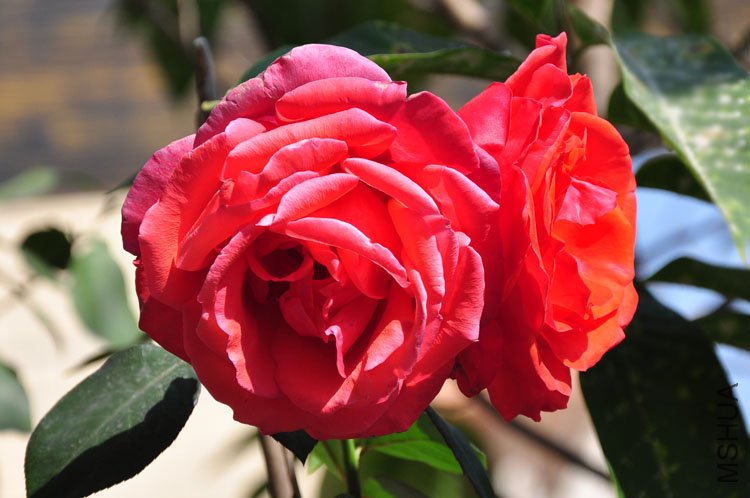 DSC_9259.JPG