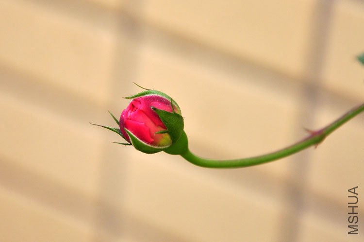 DSC_9228.JPG