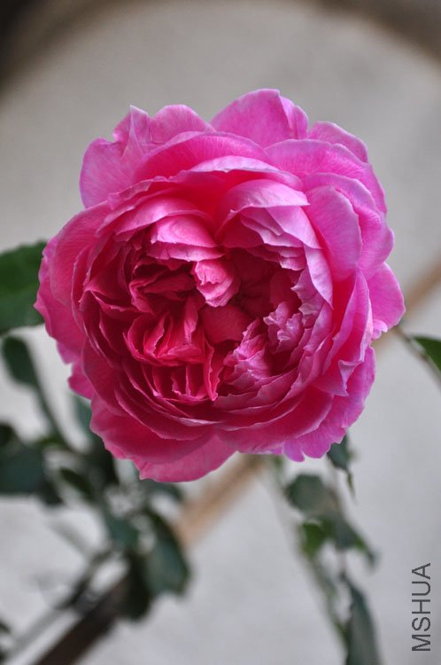 DSC_9217.JPG