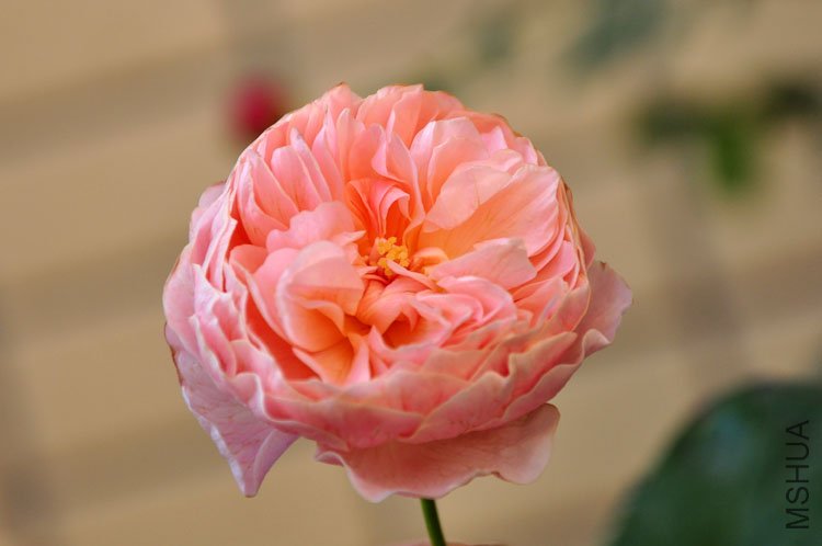 DSC_9227.JPG