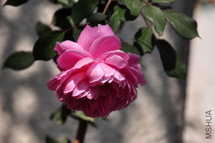 DSC_9262.JPG
