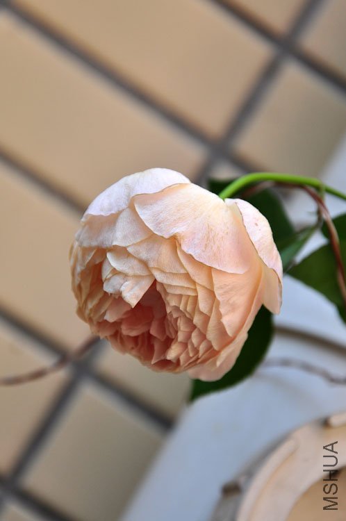 DSC_9229.JPG