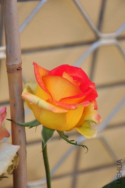 DSC_9236.JPG