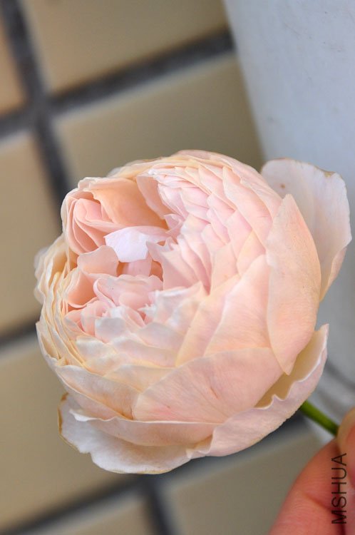 DSC_9232.JPG