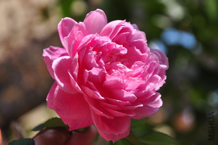 DSC_9255.JPG