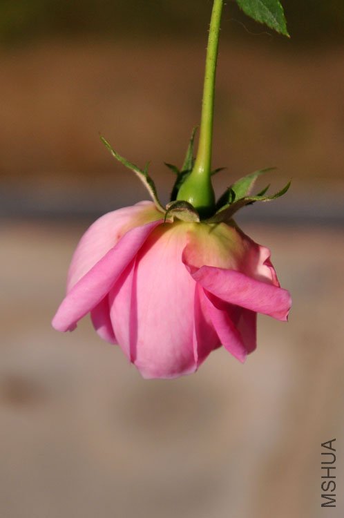 DSC_9248.JPG