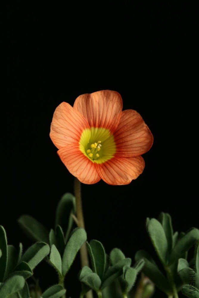 IMG_3895 - ����.JPG