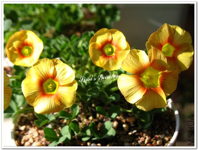 nEO-IMG-110101 045.jpg