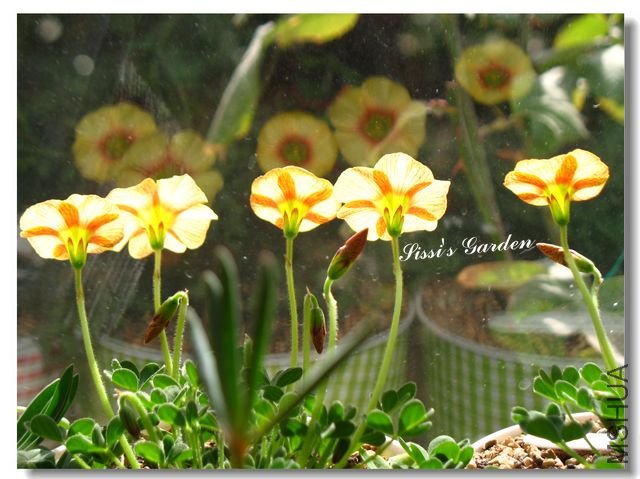 nEO-IMG-110101 023.jpg