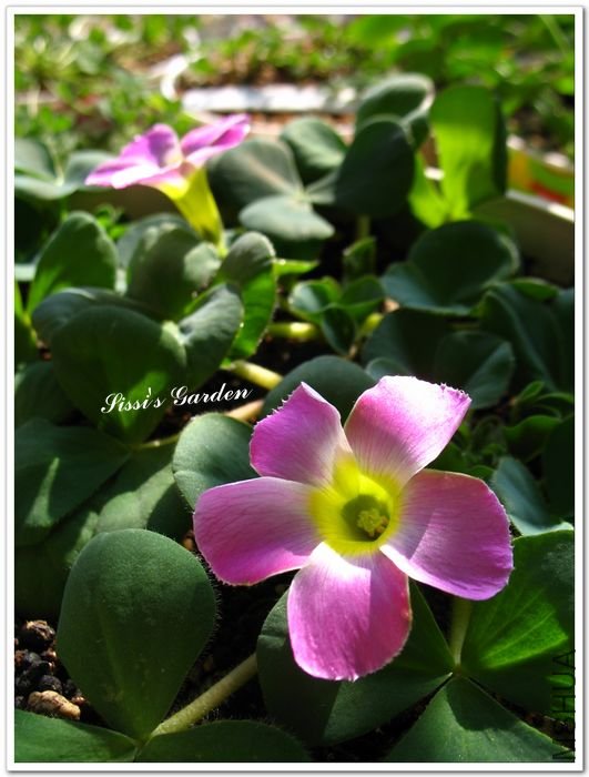 nEO_IMG_110101 016.jpg