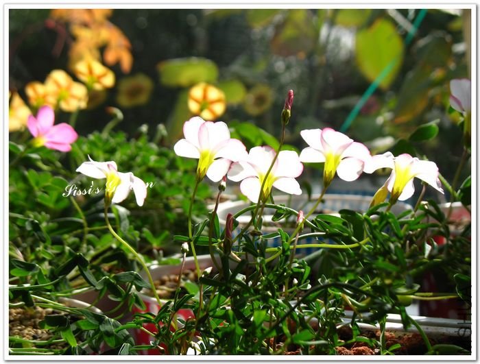 nEO_IMG_110101 021.jpg