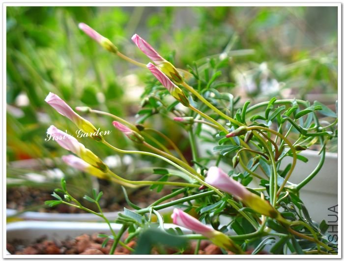 nEO_IMG_110101 006.jpg