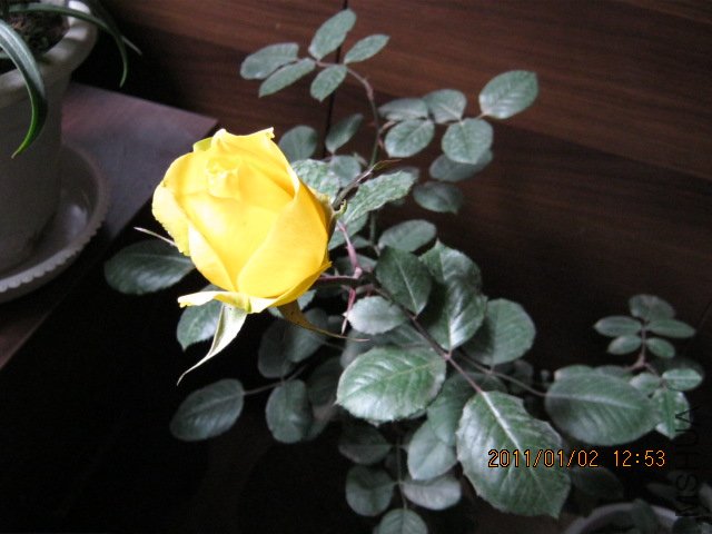 IMG_0312.JPG