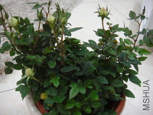 ���軹û��������֪����ʲô��ɫ����Ҳ²°�