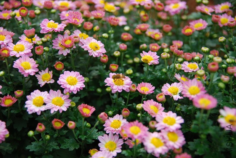 ΪʲôͼƬ��ôС��