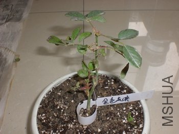 CIMG6835.JPG