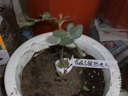 CIMG6847.JPG