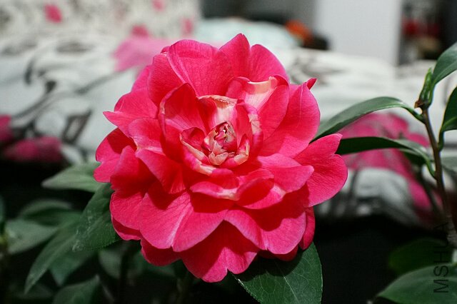 ��Ƭ 1358.jpg