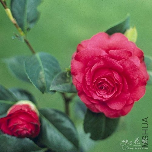 ������õ��(gypsy Rose)_����.jpg