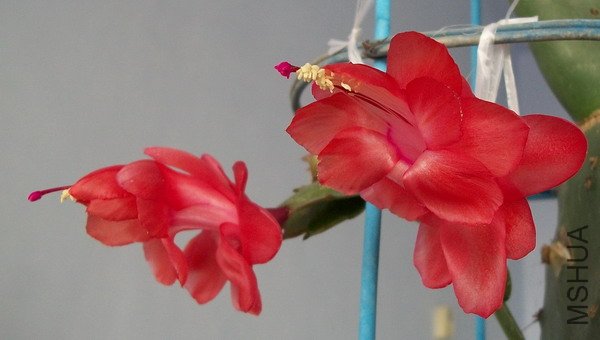 100_1106.JPG