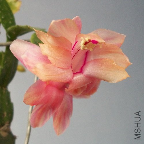100_1094.JPG