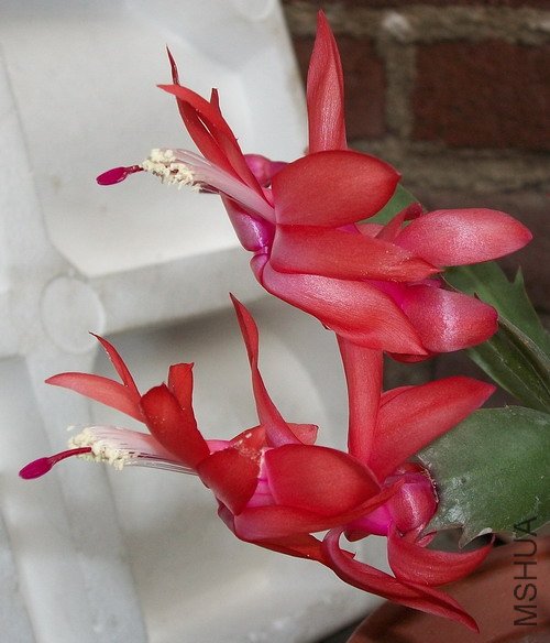 100_1089.JPG