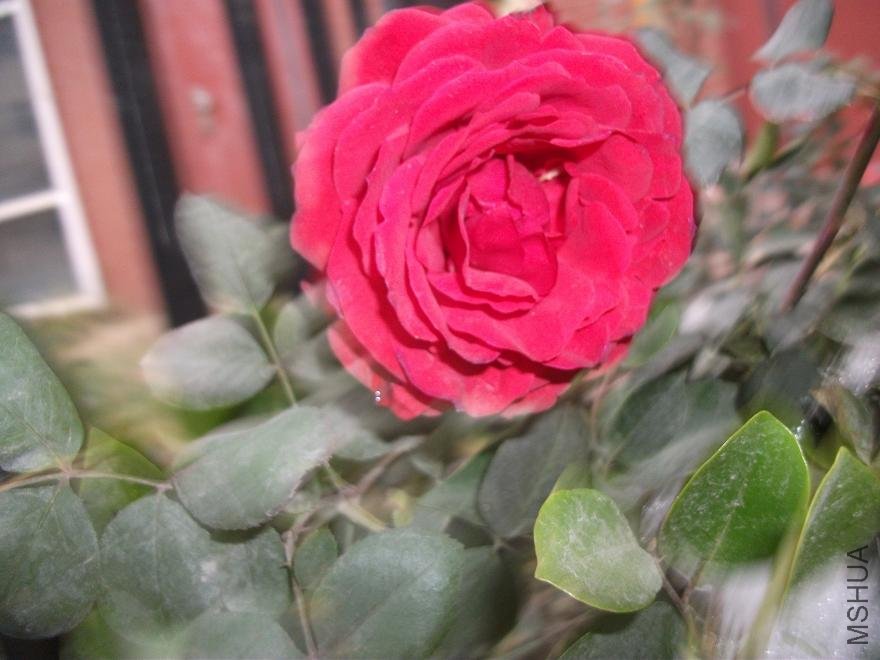 DSCF0732.JPG