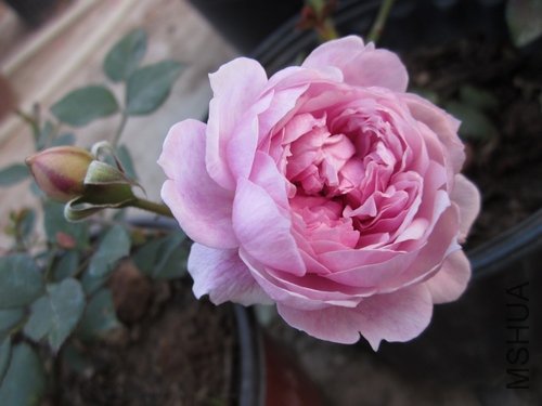 ��Ƭ1 1043.jpg