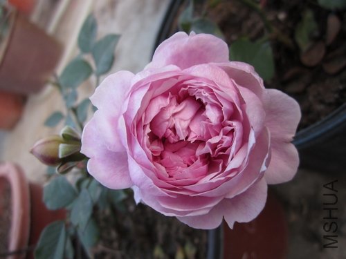 ��Ƭ1 1044.jpg