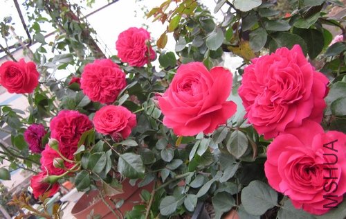 ��Ƭ1 1009.jpg
