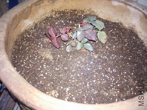 2011-01-05 07.31.52.jpg