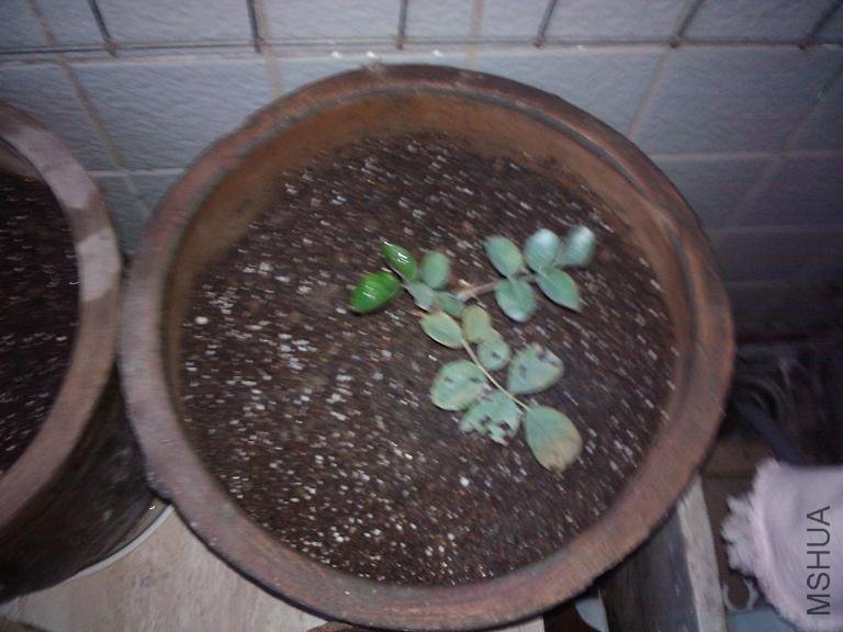 2011-01-05 07.31.15.jpg