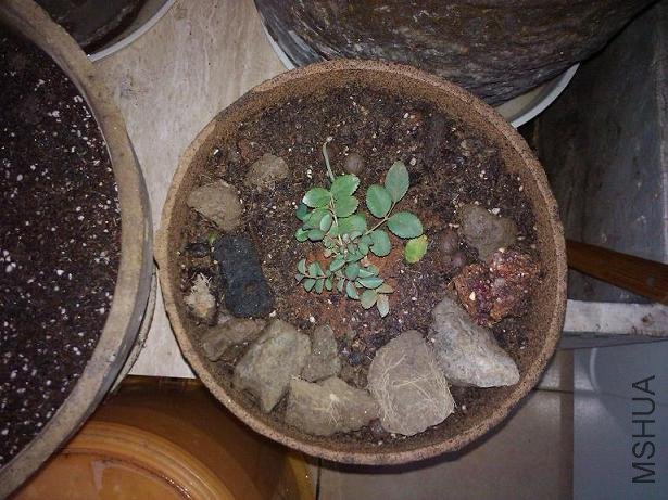 2011-01-05 07.31.34.jpg